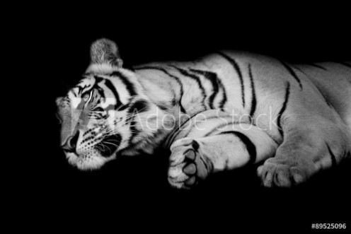 Bild på Black  white tiger sleep on ones side isolated on black backgr